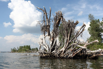 Root of the old fallen tree in the river