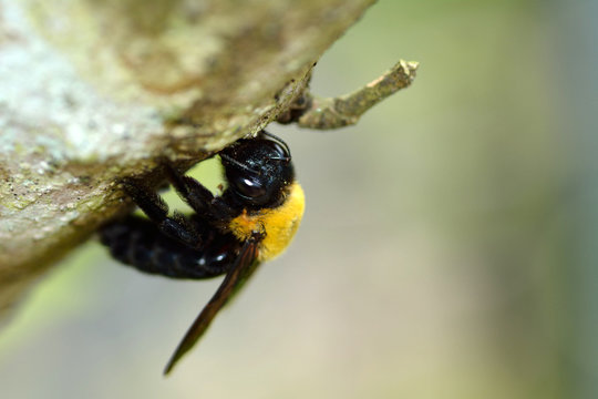 A Japanese carpenter bees is sitting on the trunk of a tree in Fukuoka Japan. It is in June.