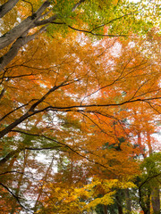 中尊寺の紅葉