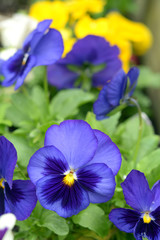  pansy flowers