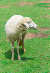sheep eating grass in a meadow
