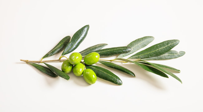 Green olives on a branch on white background
