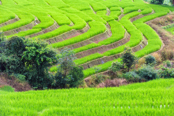 Green Terraced Rice Field in Pa Pong Pieng , Mae Chaem, Chiang Mai, Thailand