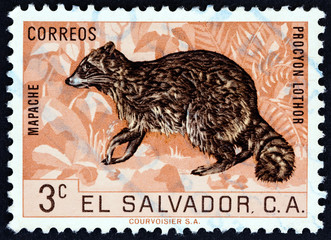 Raccoon (El Salvador 1963)