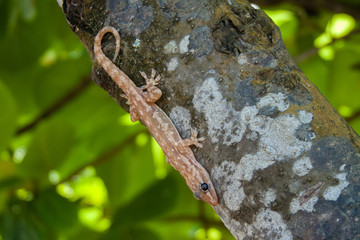 Gecko dans un arbre, Bali, Indonésie