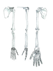 Hand drawn medical illustration drawing with imitation of lithography: Bones of the upper extremity 