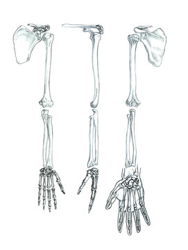 Hand drawn medical illustration drawing with imitation of lithography: Bones of the upper extremity 