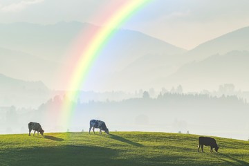 Naklejka na ściany i meble Landscape with Cows and Rainbow