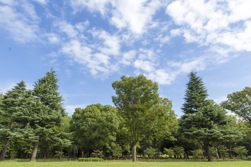 Obraz premium 青空と緑 代々木公園 空 雲 芝生