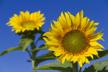 Obraz premium Field of Sunflowers and Wind Turbine - Huron County, Ontario, Canada