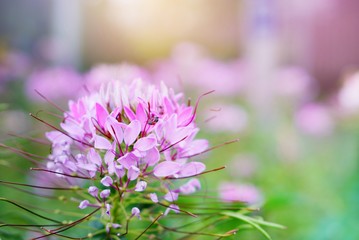 closeup of pink spider flower (Cleome hassleriana) in soft focus nature background
