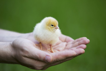 the little chick