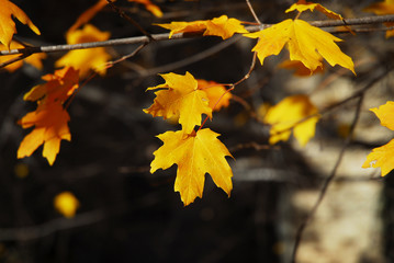 colorful autumn leaves under bright sunlight