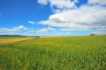 Cultivated Lands at Countryside