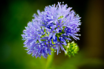 Fototapeta premium Flower in the garden.