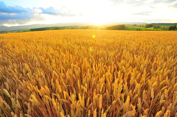 Wheat Fields at Sunset - 121999857