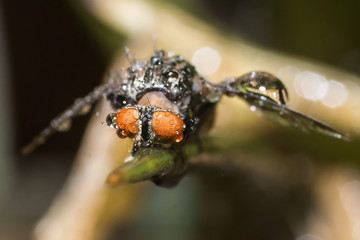 Dead Flesh Fly (Sarcophaga crassipalpis Macquart) on a stem