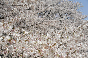 桜・満開