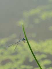水辺の糸蜻蛉