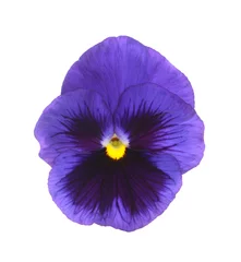 Foto op Plexiglas Viooltjes paars viooltje