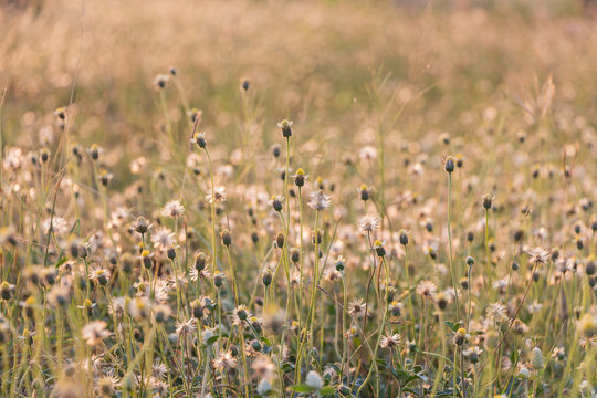 Fototapeta Plants dandelions - glass flowers