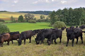 Naklejka na ściany i meble moor oxen on pasture