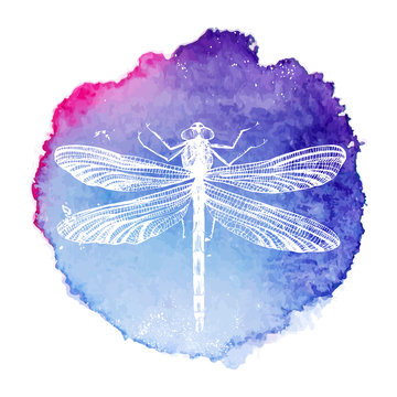 hand drawn dragonfly on watercolor background