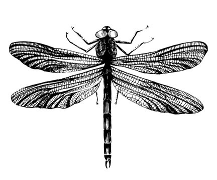 Black dragonfly on white background
