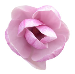 Fototapeta premium magnolia flower
