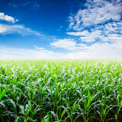 Green corn field and sky