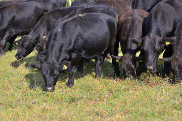 moor oxen on pasture