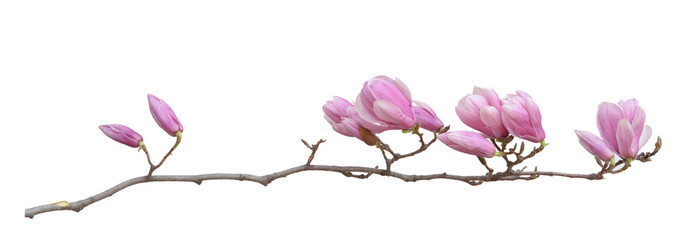 Obraz premium magnolia flower