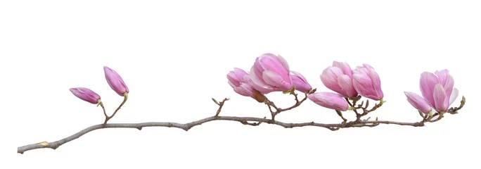 Schilderijen op glas  magnolia flower © anphotos99