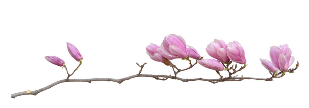 Fototapeta  magnolia flower