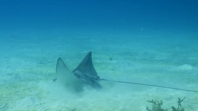 Unterwasser - Riff - Fisch - Rochen - Adlerrochen   - Tauchen - Curacao - Karibik - 4K