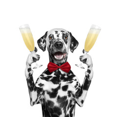 dog on a holiday with a glass of champagne - obrazy, fototapety, plakaty