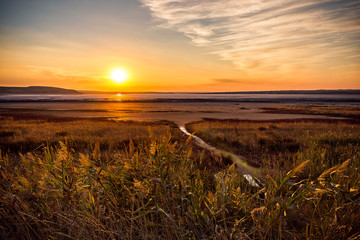 Dry salt lake with reeds in the Crimea
