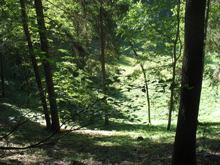 Зеленые краски леса © iuliiia