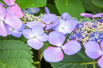 あじさい