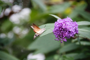 Hummingbird Hawk-moth