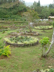 Nature des &icirc;les