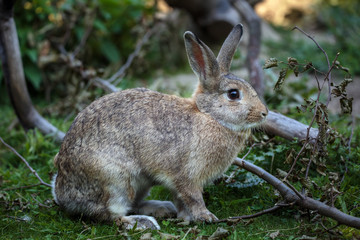 Hare in the grass