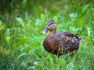 Brown duck in grass