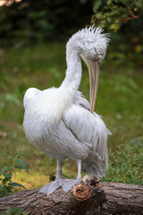 Pelican cleaning its feathers