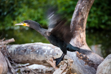 Great cormorant on a fallen tree