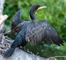 Great cormorant on a fallen tree