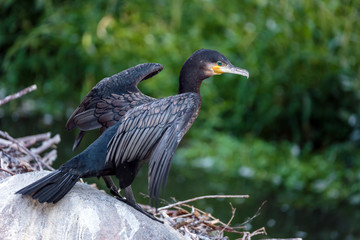 Great cormorant on a fallen tree