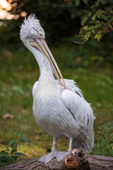 Pelican cleaning its feathers