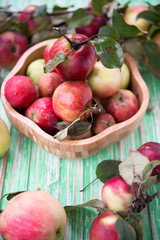 Naklejka na ściany i meble Fresh garden organic apples 