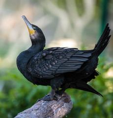 Fototapeta premium Great cormorant on a fallen tree